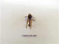 藏品(黃胸錐腹蜾蠃)的圖片